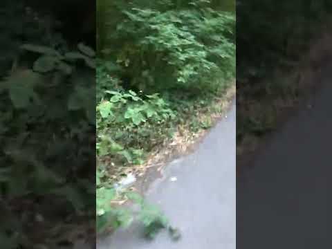 Walking to Richmond Park from Petersham Road ft buses along the way