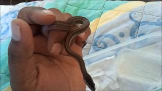preview picture of video 'Wild Caught Brown House Snakes in Verulam, KZN, South Africa'
