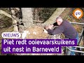 Wat een held! Dankzij Piet zijn deze ooievaarskuikens uit Barneveld gered. | Omroep Gelderland