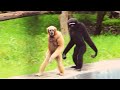Gibbons walk like humans - Ape Gibbons Walking & Climbing Like Trampoline Gymnastics