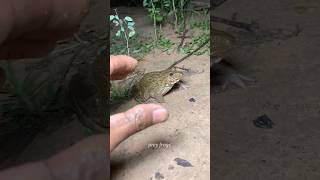 Download lagu Boing catch frogs funny | froggy catch funny wep wep | funny froggy #shorts mp3 Download lagu Boing catch frogs funny | froggy catch funny wep wep | funny froggy #shorts mp3
