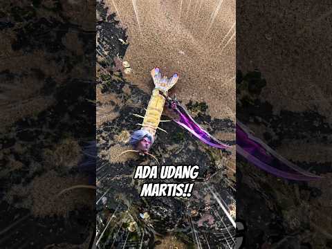 Udang Martisnya Galak😂😂