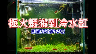 幫極火蝦搬家 | 搬到涼爽的冷水缸 | 致冷晶片冷水機 | Move red cherry shrimps to the tank which cool with DIY Peltier cooler