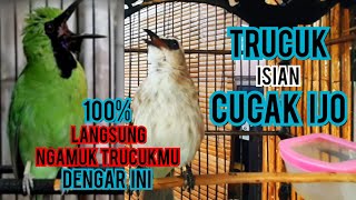 Download lagu trucukan gacor full isian cucak ijo cocok buat pancingan trucukan agar bunyi gacor mp3
