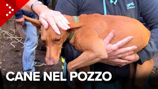 Cane cade in un pozzo profondo 8 metri, salvato dai vigili del fuoco dopo due giorni