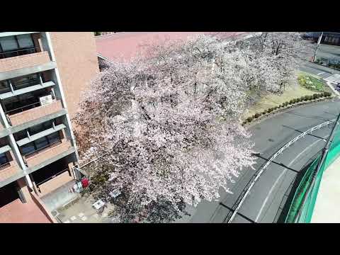 桜美林大学 桜ドローン