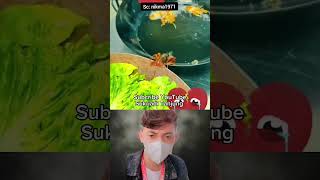 Download lagu Udang Dimasak Hidup-hidup😭 || Sukriadi #shorts #trending #viral mp3 Download lagu Udang Dimasak Hidup-hidup😭 || Sukriadi #shorts #trending #viral mp3