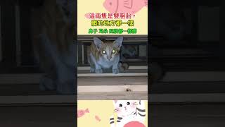 玩到髒髒的小貓Playing dirty kitten#cat #cute #고양이 #catlover #love #friends