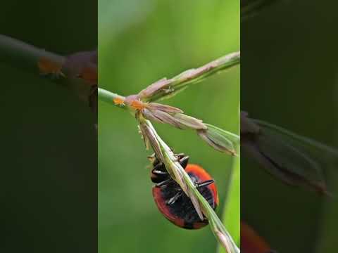 Blattläuse-Faktencheck: 3 Gründe, warum Panik der größte Fehler ist- Gartenexpedition #shorts