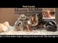 Video: Dark Cornish Baby Chicks
