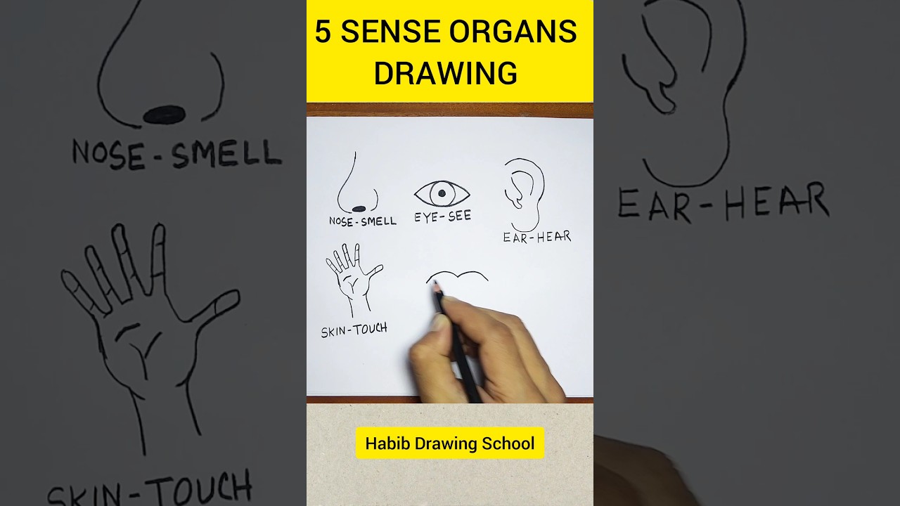 Draw Five Sense Organs Drawing Easy #shorts #senseorgans #habibdrawingschool