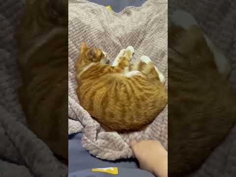Funny cat video# funny animals# videos pets funny #funnycat #funnyanimals #cutecat #cats #funnypets