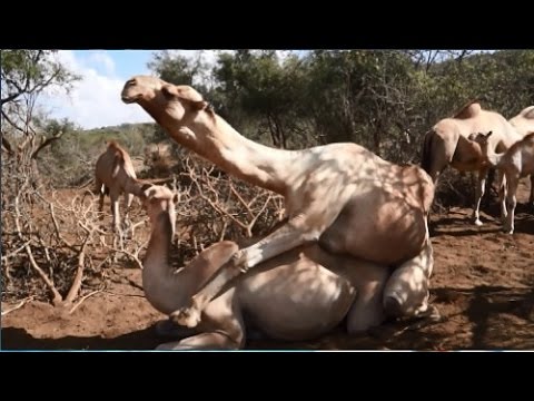 African Camel Mating
