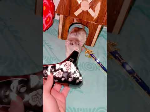 Spooky Scary Skeletons played by a Rat 🐀💀 #FreckledZelda