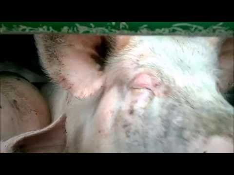 Misza z Bratem - 64 Jak można?