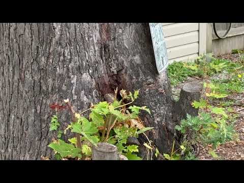 Found Yellow Jackets Nesting Inside a Tree in Cranbury, NJ