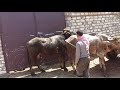 Rajasthani Buffalo Cross Murra Pada Try By Village