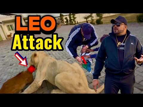 Leo say asi umeed nahi thi 😭meray sab say peyaray more aur raju pr attack kar dia 😰(Mian saqib)