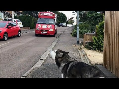 Alaskan Malamute waits for ice cream truck every single day