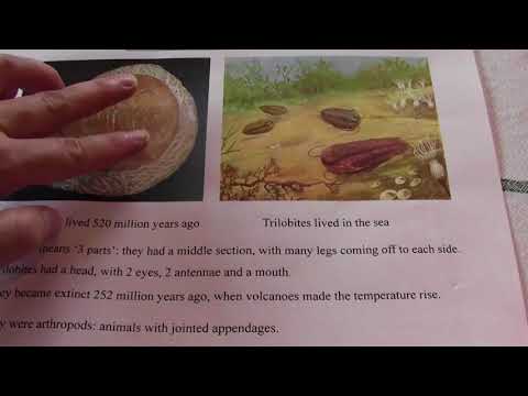 Trilobites: survivors from the Cambrian to the Permian clip 1