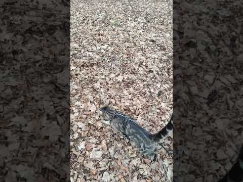 Gassi gehen mit Katzen - Katzenspaziergang am 03.03.24 mit Boomi