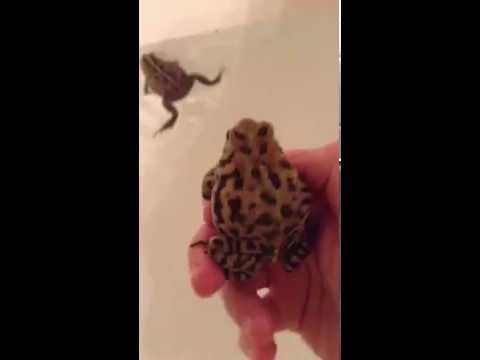 My Pet Toads Taking a Bath