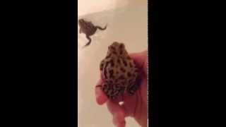 My Pet Toads Taking a Bath