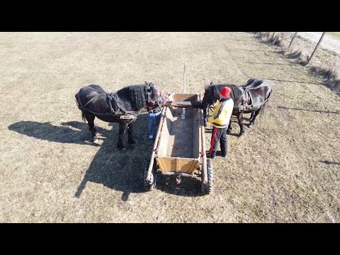 Caii baietilor de la Uriu, Bistrita-Nasaud Prezentare si plimbare cu caruta cu Nea' Costel 2020 Nou!