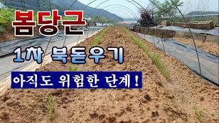 [텃밭농부 2,226]  봄당근 1차 북돋우기 방법! 아직도 위험한 단계. #당근재배