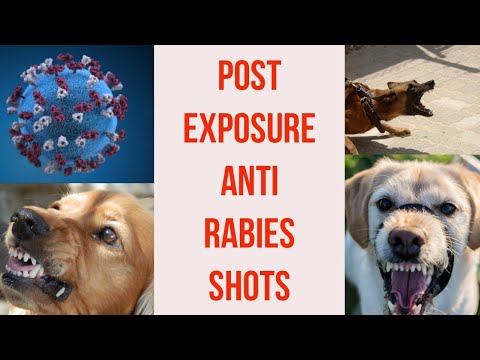 Post Exposure Anti Rabies Vaccination | What to do when bitten by a dog? Dr Pallabi