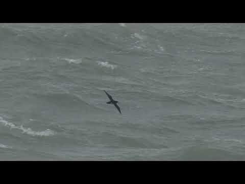 26 september 2020 - Noordse Pijlstormvogel en Vaal Stormvogeltje  - Westkapelle