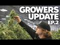 Growers Update Ep 2 ZOM Getting Close Help Us Name This Pheno