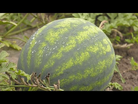 Кавуны з гомельскіх градак видео