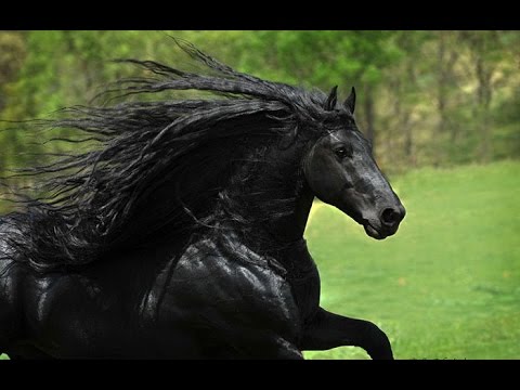 , title : '一番美しいと世界が認める馬。あまりの美しさにファンタジーの世界にいる気分に！'