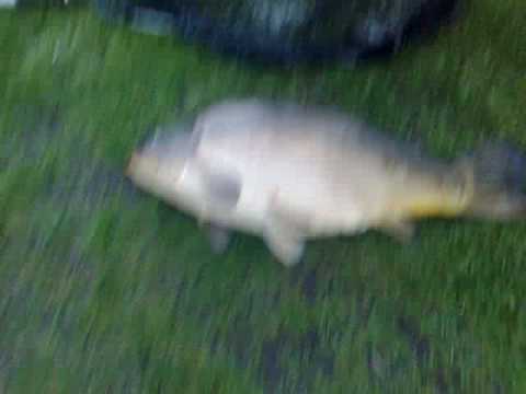 Karp z Olsztynskiego jeziora Sukiel 12,25 kg