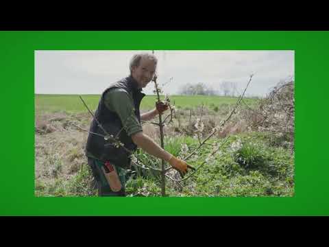 Baumschnitt Kirsche Jungbaum ab Jahr 5, am Modell erklärt 