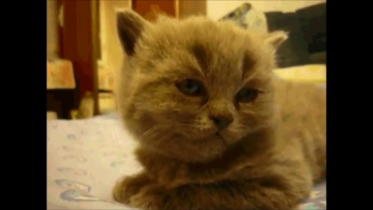 Cat Tired Gif 1minute