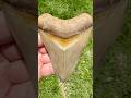 Megalodon Shark Tooth found on land with crazy colors by Dusty Discoveries Fossil Charters #shark