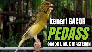 Download lagu Masteran KENARI GACOR ngeroll panjang,Cuit Cuit Emosi AMPUH bikin kenari nyaut ,Masteran MURAI BATU mp3 Download lagu Masteran KENARI GACOR ngeroll panjang,Cuit Cuit Emosi AMPUH bikin kenari nyaut ,Masteran MURAI BATU mp3