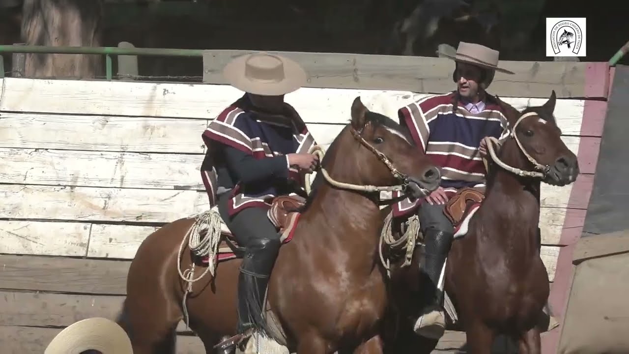 Serie Criaderos rodeo Asociación Talca 12-13 de octubre 2024club Pencahue