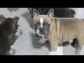 Frenchton dogs for sale: Kody - Video 1