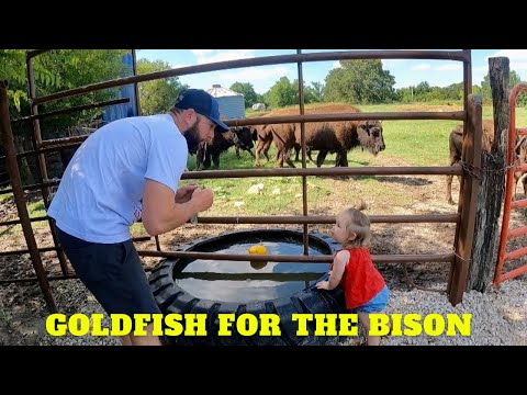 Bison Tough Water Tank Test!