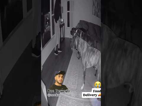 Una sorpresa de tres perros grandes 🐶