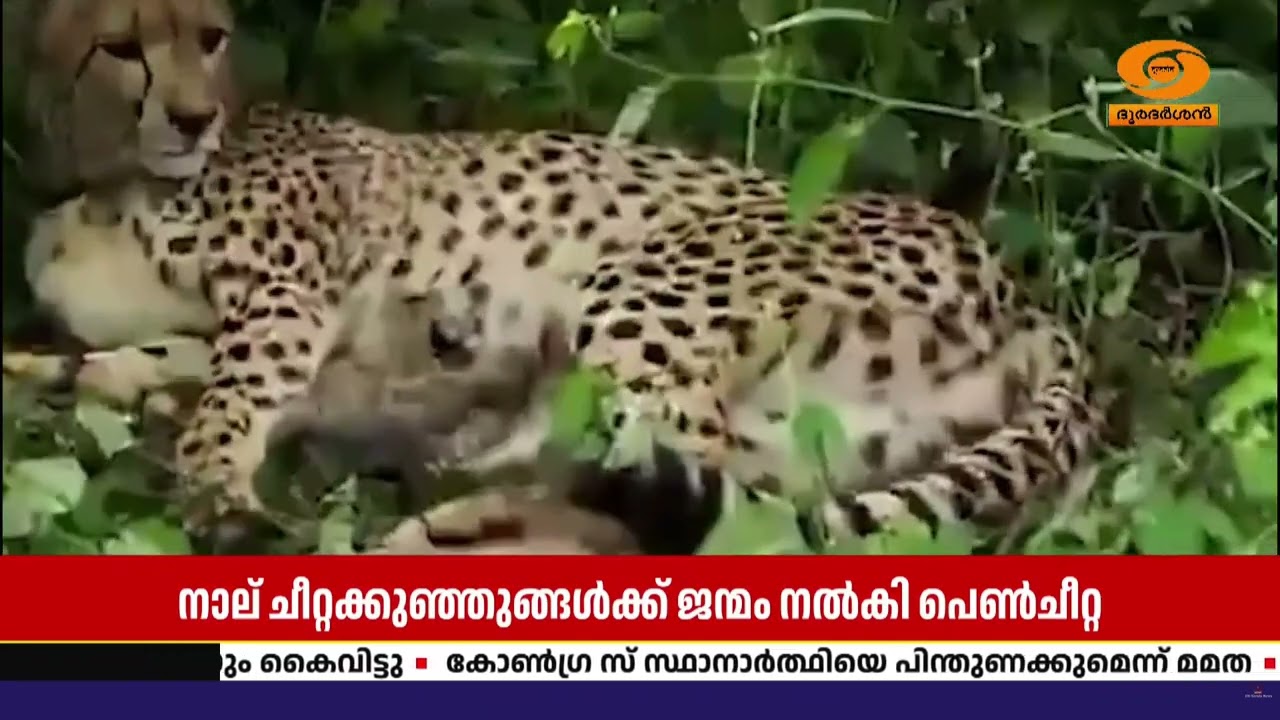 പ്രോജക്ട് ചീറ്റയ്ക്ക് വീണ്ടും നേട്ടം | കുനോയിൽ 4 ചീറ?