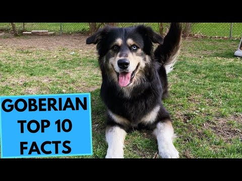Goberian - TOP 10 Interesting Facts - Siberian Husky x Golden Retriever Mix