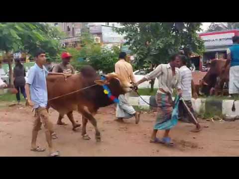 চাঁদ রাতের আগের দিন আফতাবনগর হাঁট থেকে গরু কিনে বের হচ্ছে ক্রেতারা (Part-1)