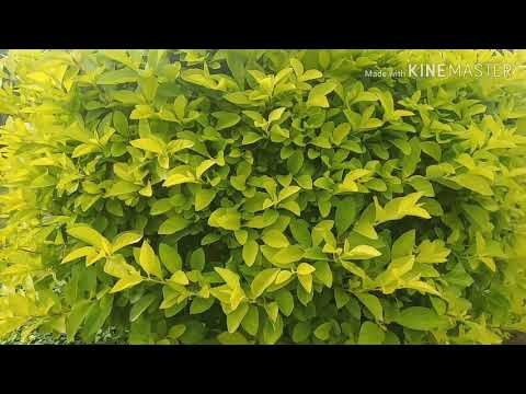 96 Kadhale kadhale Video Song, Watsapp status videos ||SRIMAN MP ||