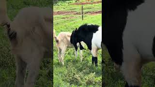 A cabra vai ter filhote prematuro