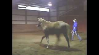 preview picture of video '2011 APHA Gelding'