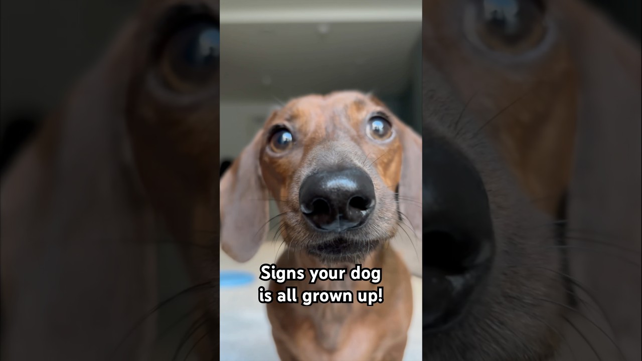 Signs your mini dachshund is all grown up!